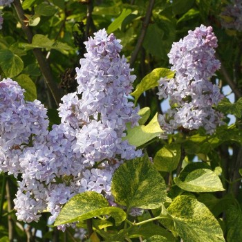 % Ceriņš 'Aucubeafolia' /Syringa vulgaris/ - P9 kont.