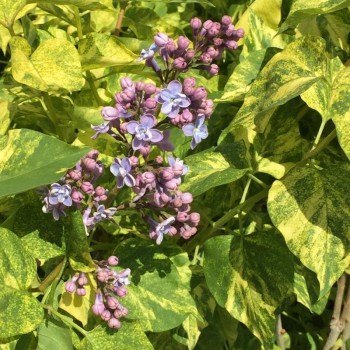 % Ceriņš 'Aucubeafolia' /Syringa vulgaris/ - P9 kont.