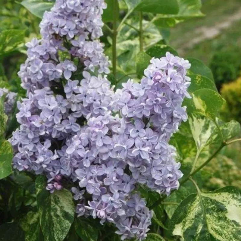 % Ceriņš 'Aucubeafolia' /Syringa vulgaris/ - P9 kont.