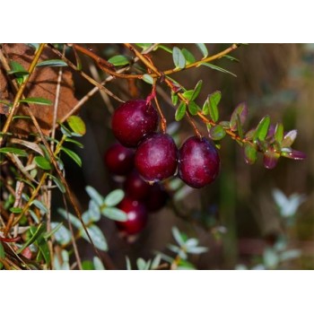 Dzērvene, lielogu - dižbrūklene ,,Early Black,, /Vaccinium macrocarpon/ - P9 kont.