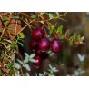 Dzērvene, lielogu - dižbrūklene ,,Early Black,, /Vaccinium macrocarpon/ - P9 kont.