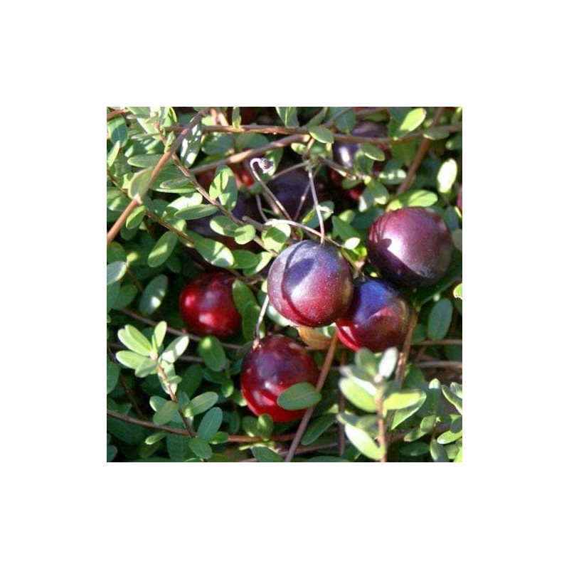 Dzērvene, lielogu - dižbrūklene ,,Early Black,, /Vaccinium macrocarpon/ - P9 kont.