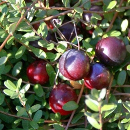 Dzērvene, lielogu - dižbrūklene ,,Early Black,, /Vaccinium macrocarpon/ - P9 kont.