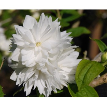 Jasmīns ,,Minnesota Snowflake,, /Philadelphus/ - P9 kont.