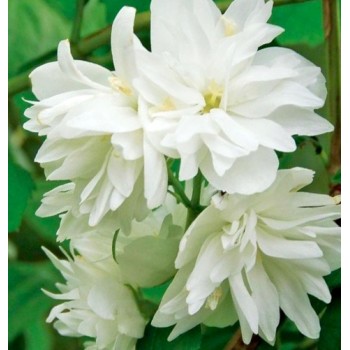 Jasmīns ,,Minnesota Snowflake,, /Philadelphus/ - P9 kont.