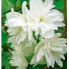 Jasmīns ,,Minnesota Snowflake,, /Philadelphus/ - P9 kont.