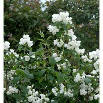 Jasmīns ,,Schneesturm,, /Philadelphus/- P9 kont.