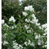 Jasmīns ,,Schneesturm,, /Philadelphus/- P9 kont.