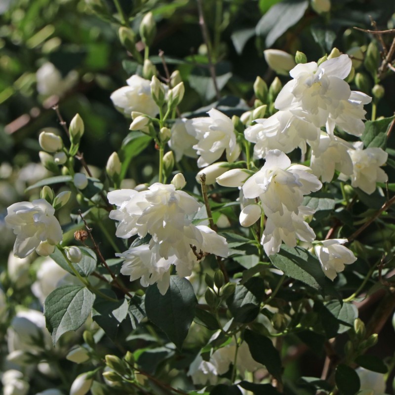 Jasmīns ,,Schneesturm,, /Philadelphus/- P9 kont.