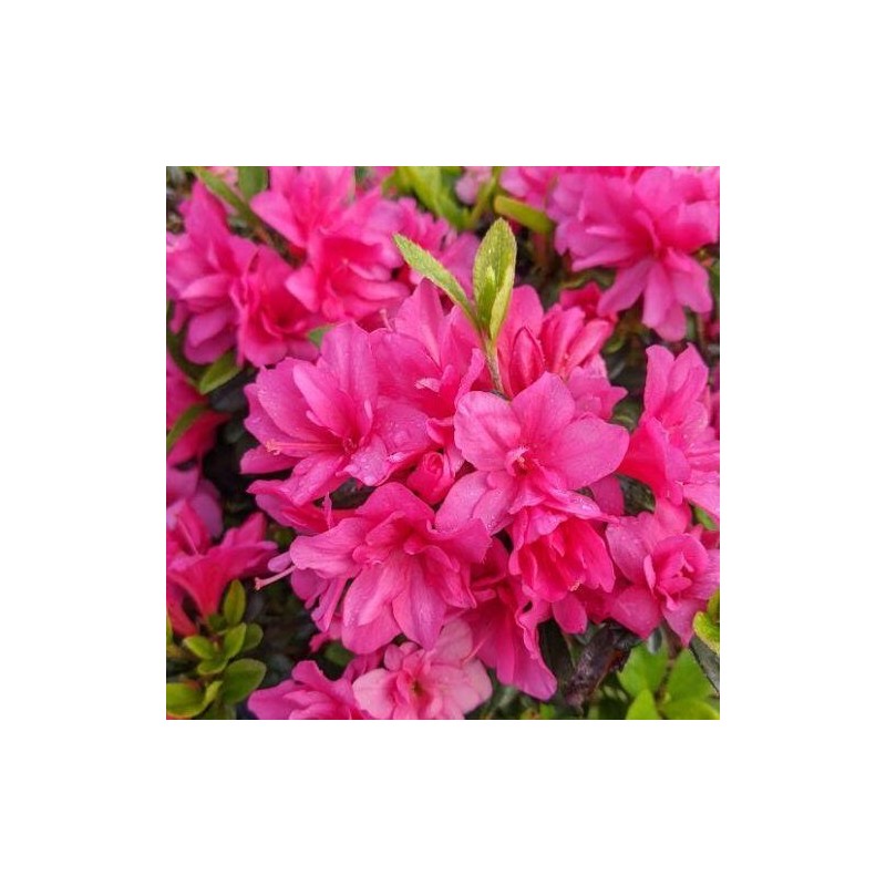 Acālija, Japānas 'Melina' /Azalea japonica/ - P10.5 kont.