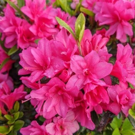 Acālija, Japānas 'Melina' /Azalea japonica/ - P10.5 kont.