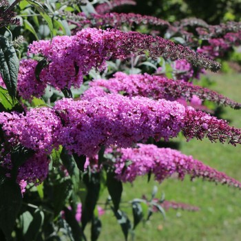 Budleja, Dāvida ,,Purple...