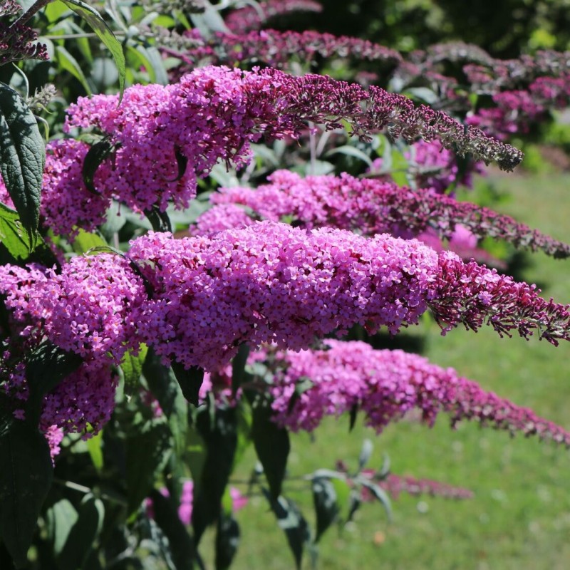 Budleja, Dāvida ,,Purple Prince,,/Buddleja davidii/- P9 kont.