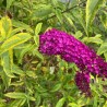 Budleja, Dāvida ,,Santana,,/Buddleja davidii/- P9 kont.