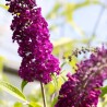 Budleja, Dāvida ,,Santana,,/Buddleja davidii/- P9 kont.