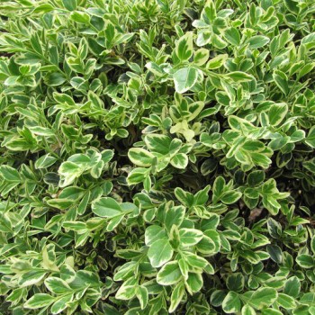 Buksis, mūžzaļais "Aureovariegata" /buxus sempervirens/ P9 kont.