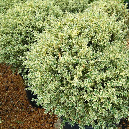 Buksis, mūžzaļais "Aureovariegata" /buxus sempervirens/ P9 kont.