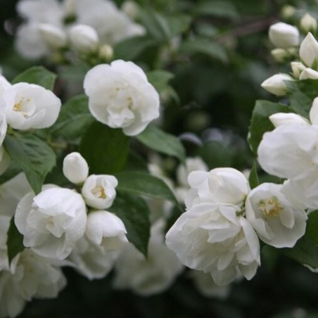 Filadelfs - jasmīns, jaunavīgais "Girandole" /Philadelphus virginalis/- P9 kont.