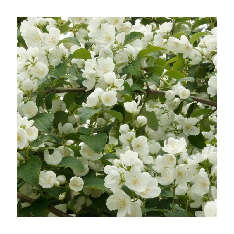 Filadelfs - jasmīns "Limestone" /Philadelphus/- P9 kont.