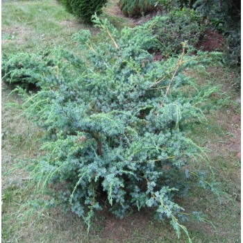 Kadiķis, Ķīnas ,,Blue Alps,,/Juniperus chinensis/ - P9 kont.