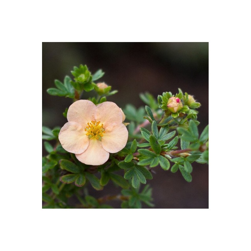 Klinšrozīte, parastā “Daydawn” /Potentilla fruticosa/ - P9 kont.