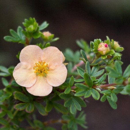 Klinšrozīte, parastā “Daydawn” /Potentilla fruticosa/ - P9 kont.