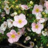 Klinšrozīte, parastā “Princess Blink” /Potentilla fruticosa/ - P9 kont.