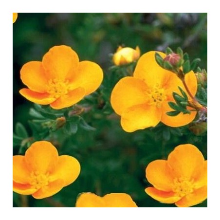 Klinšrozīte, parastā “Tangerine” /Potentilla fruticosa/ - P9 kont.