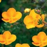 Klinšrozīte, parastā “Tangerine” /Potentilla fruticosa/ - P9 kont.