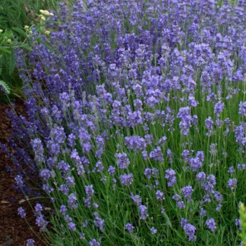 Lavanda, šaurlapu "Dwarf...