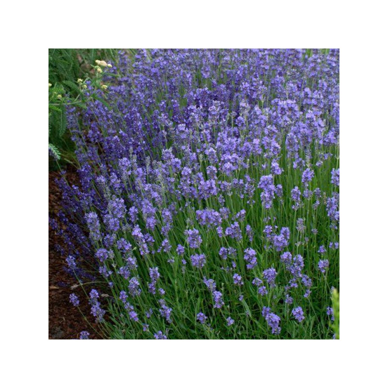 Lavanda, šaurlapu "Dwarf Blue" /lavandula angustifolia/ - P9 kont.