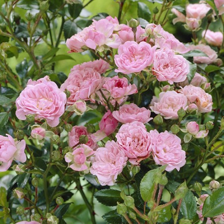 Roze, poliantroze "The Fairy" /rosa/ - P9 Kont.