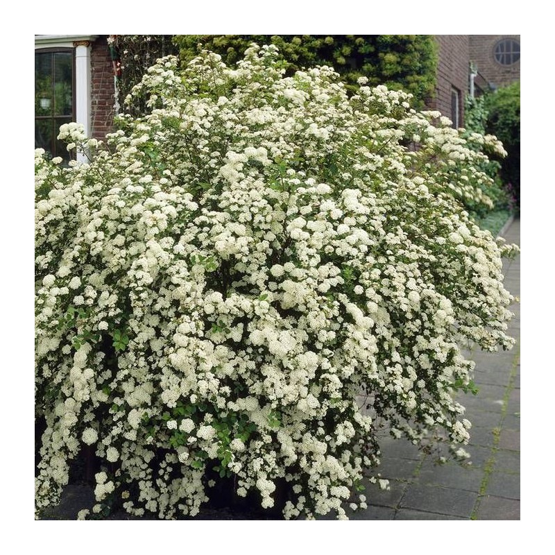 Niponas spireja “Halward's Silver” /Spiraea nipponica/ - P9 kont.