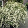 Niponas spireja “Halward's Silver” /Spiraea nipponica/ - P9 kont.