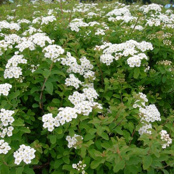 Spireja, Niponas “Halward's Silver” /Spiraea nipponica/ - P9 kont.