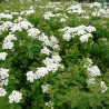 Niponas spireja “Halward's Silver” /Spiraea nipponica/ - P9 kont.