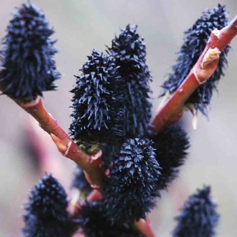 Kārkls, smalkirbuļu ,,Melanostchys,, /Salix gracilistyla/- P9 kont.