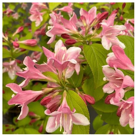 Veigela, krāšņā ,,Looymansii Aurea,, /Weigela florida/- P9 kont.