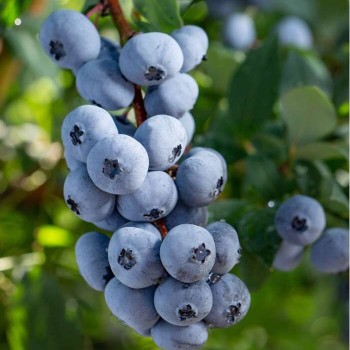 % Krūmmellene ,,Brigitta Blue,, /vaccinium corymbosum/ - C2 kont.