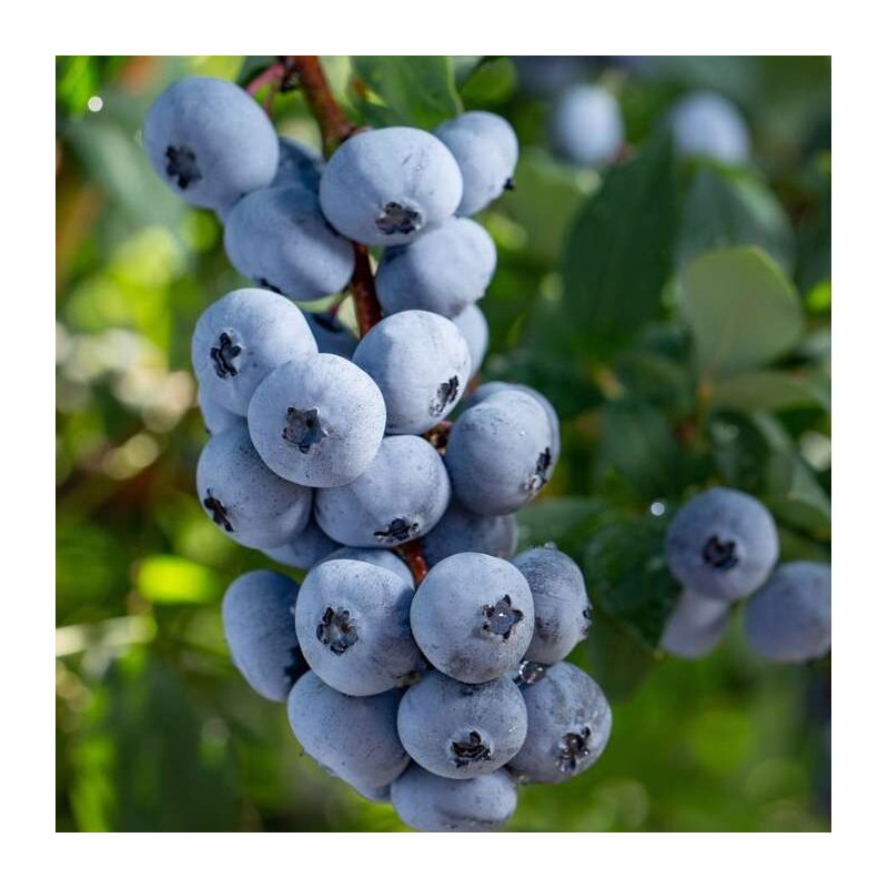 % Krūmmellene ,,Brigitta Blue,, /vaccinium corymbosum/ - C2 kont.