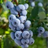 Krūmmellene ,,Brigitta Blue,, /vaccinium corymbosum/ - C2 kont.