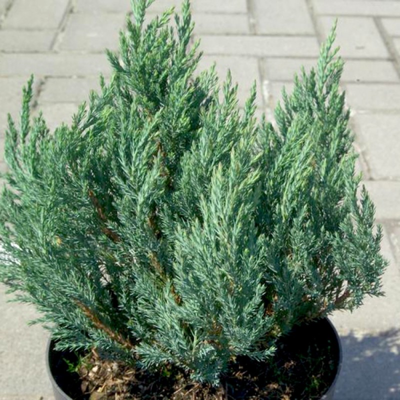 Klājeniskais kadiķis ,,Blue Forest,, /Juniperus horizontalis/- C2 kont.