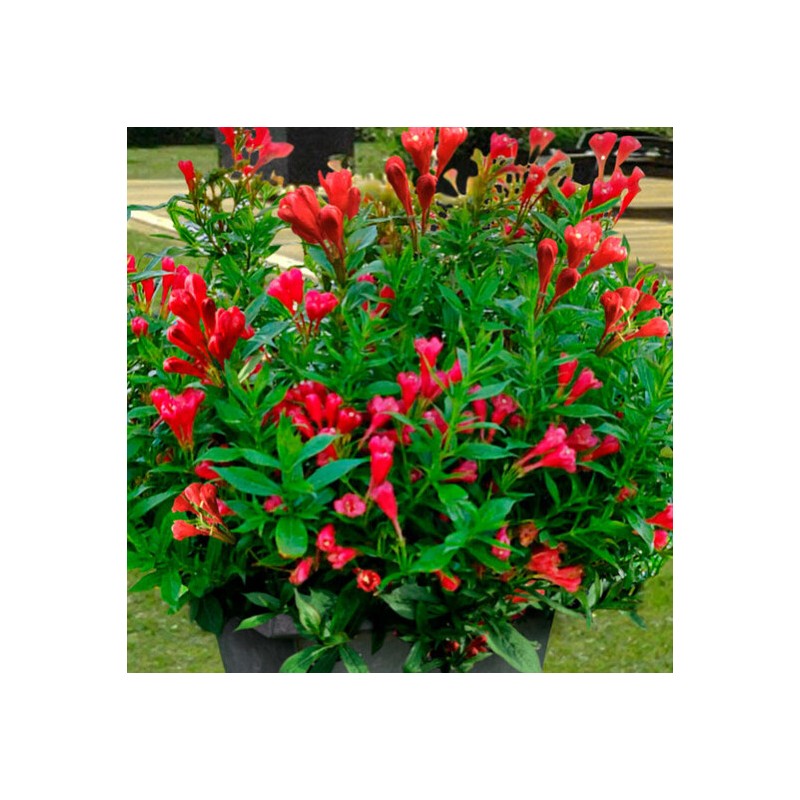 Krāšņā veigela ,,Picobella Rosso" /Weigela florida/ - P9 kont.