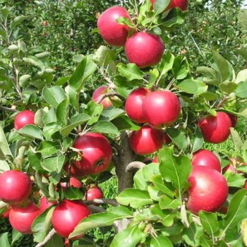 Ābele, ziemas ,,Bohemia,, /malus domestica/ - 120-160cm