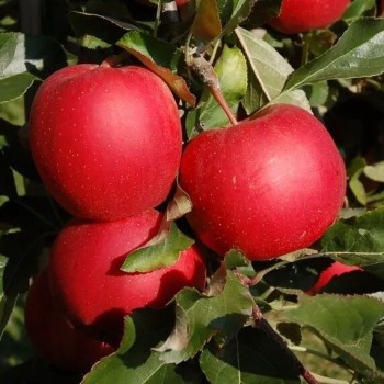 Ābele, ziemas ,,Bohemia,, /malus domestica/ - 120-160cm