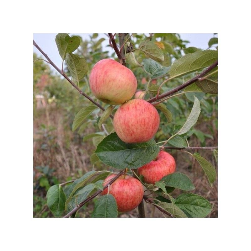 Ābele, vasaras ,,Sarkanais cukuriņš,, /malus domestica/ - 120-160cm