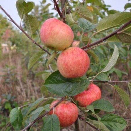 Ābele, vasaras ,,Sarkanais cukuriņš,, /malus domestica/ - 120-160cm