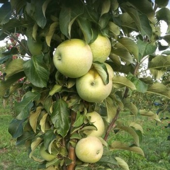 Ābele, kolonābele "Nataliuška" /malus domestica/ - 80-100 cm