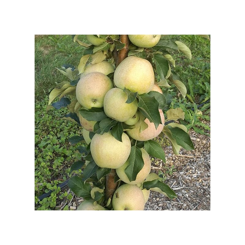 Kolonābele "Nataliuška" /malus domestica/ - 80-100 cm