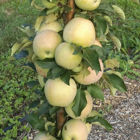 Ābele, kolonābele "Nataliuška" /malus domestica/ - 80-100 cm